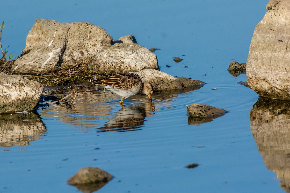 Graubrust-Strandläufer - ML631740721