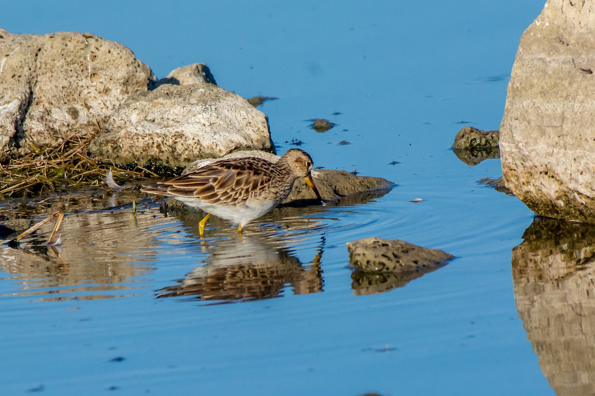 Graubrust-Strandläufer - ML631740722