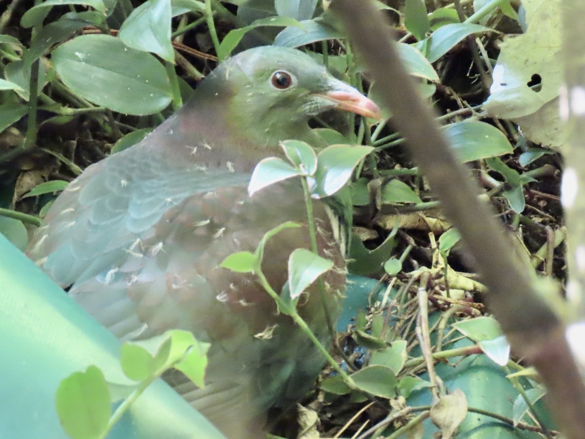 New Zealand Pigeon - ML631740727