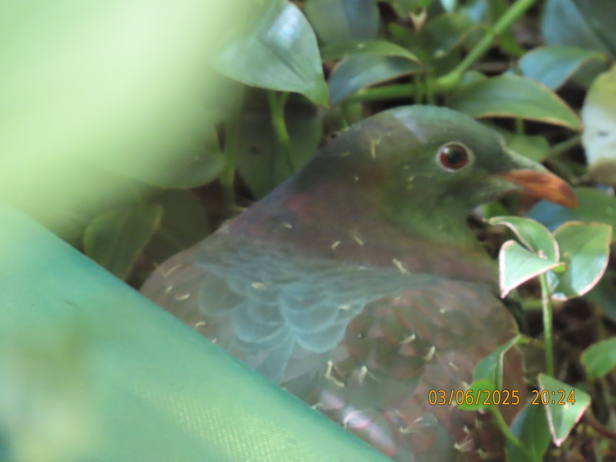 New Zealand Pigeon - ML631740728