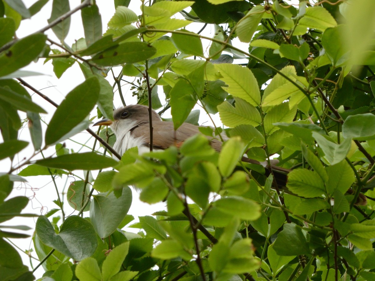 Yellow-billed Cuckoo - ML631740832