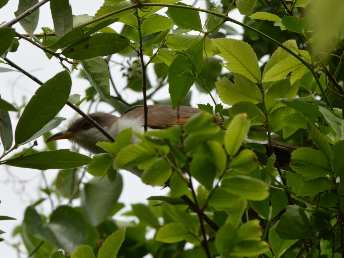 Yellow-billed Cuckoo - ML631740833