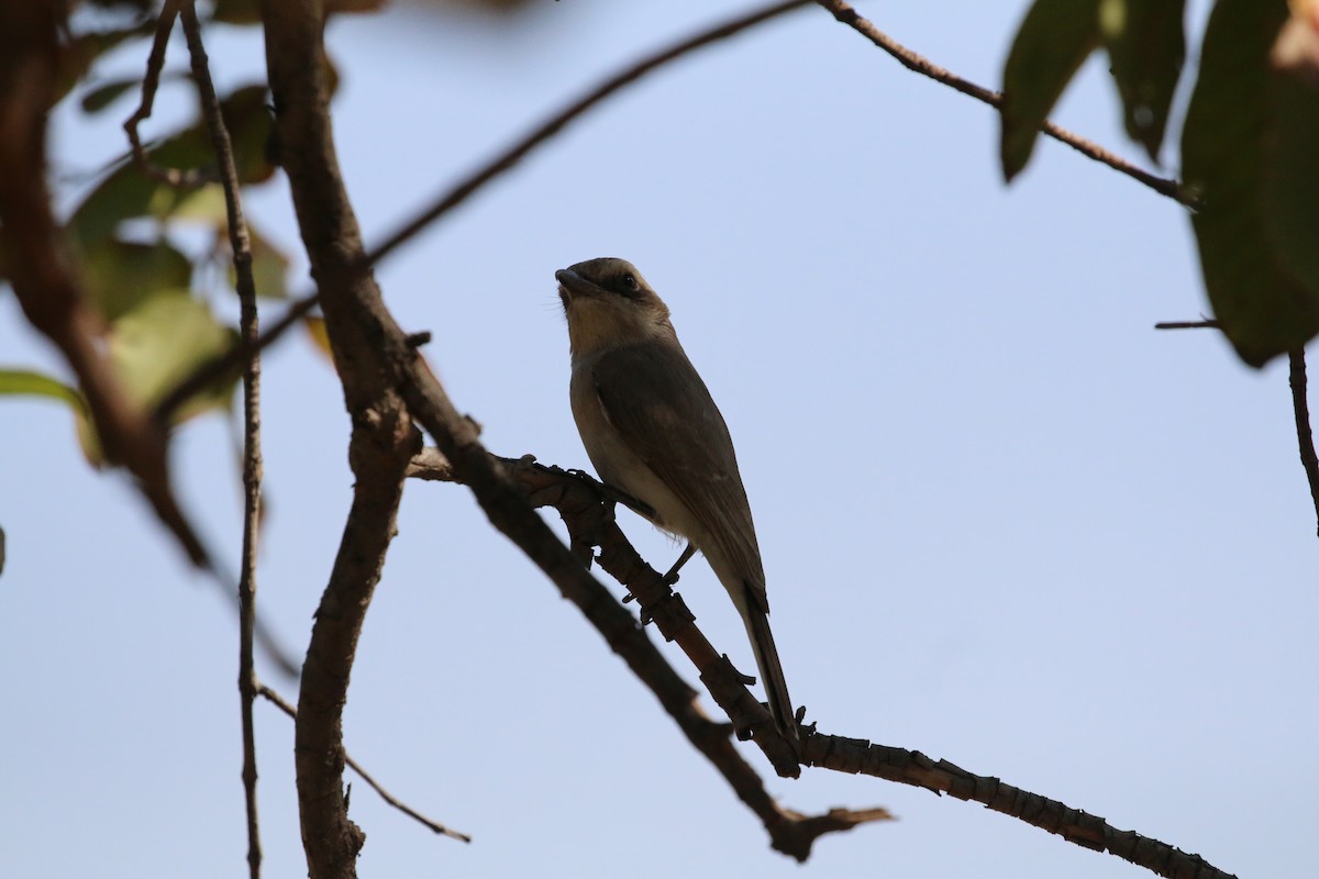 Common Woodshrike - ML631740922