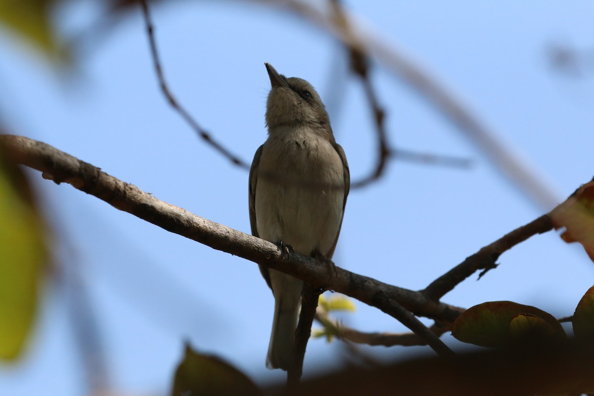 Common Woodshrike - ML631740932