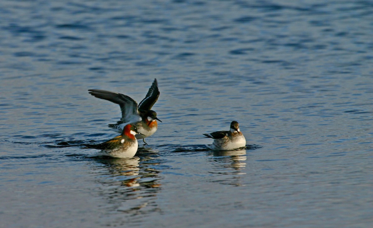 Red-necked Phalarope - ML631741037