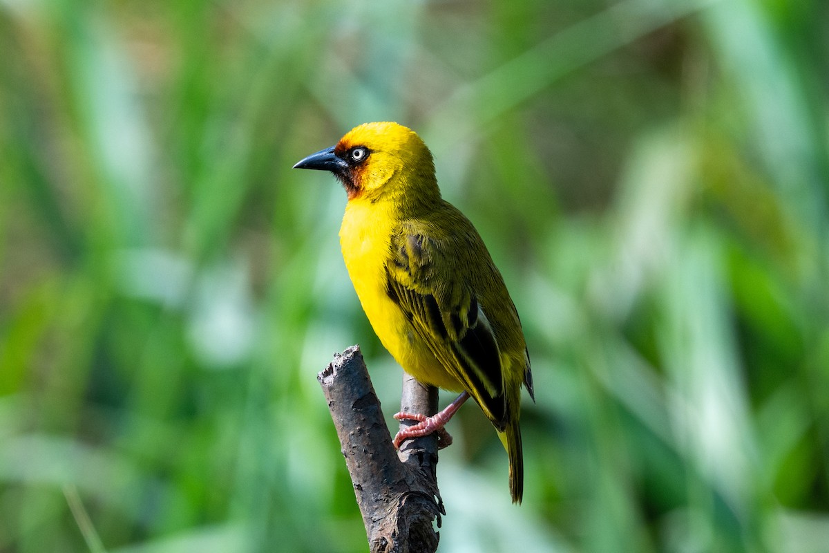 Northern Brown-throated Weaver - ML631741282