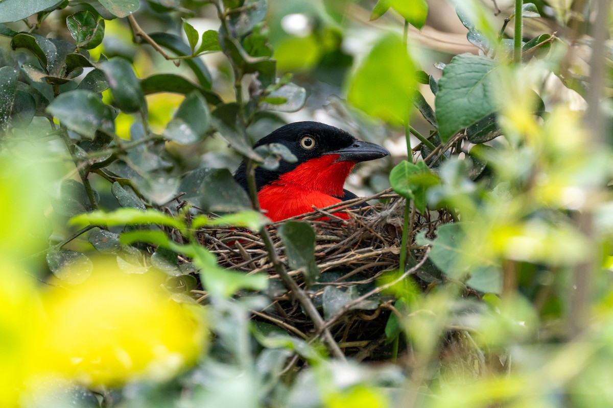 Black-headed Gonolek - ML631741308