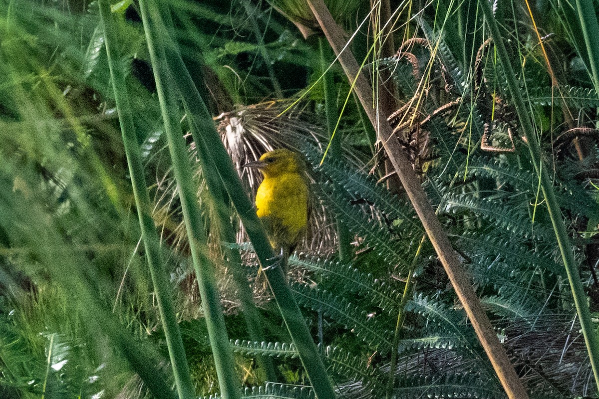 Slender-billed Weaver - ML631741505