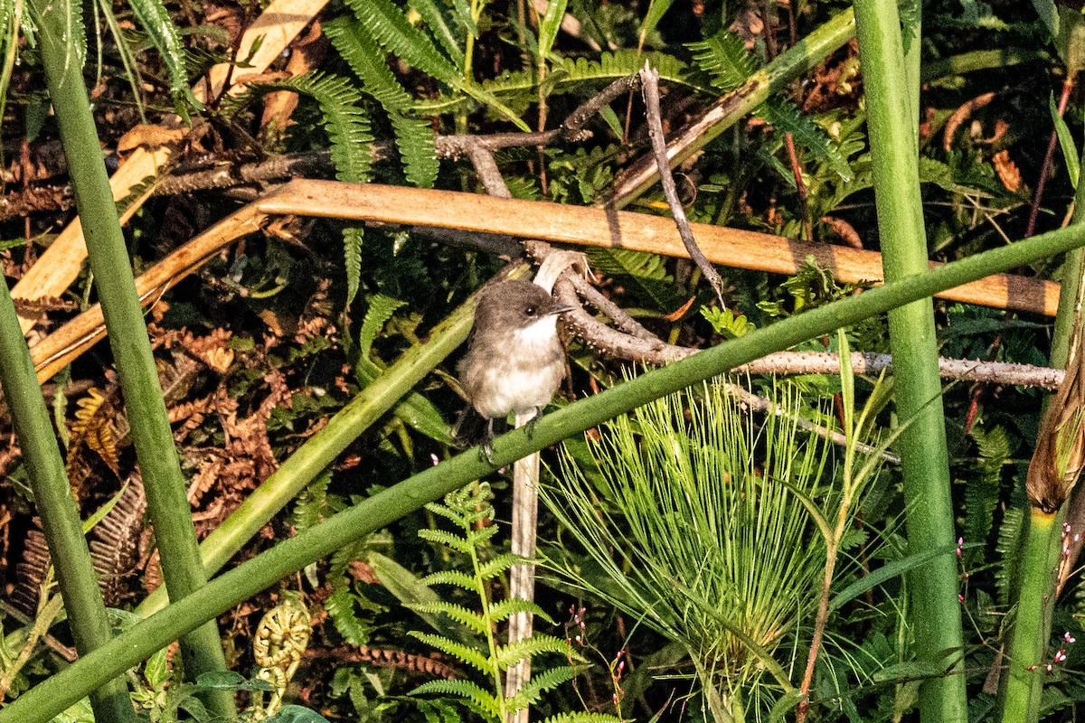 Swamp Flycatcher - ML631741551