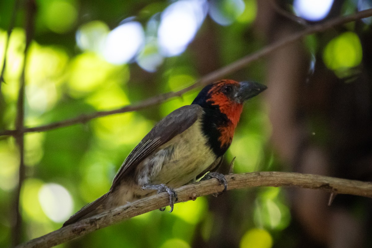 Black-collared Barbet - ML631741617