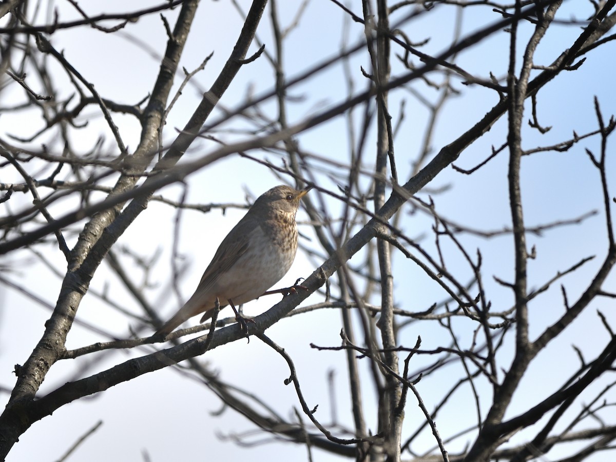 Grive à gorge rousse - ML631741672