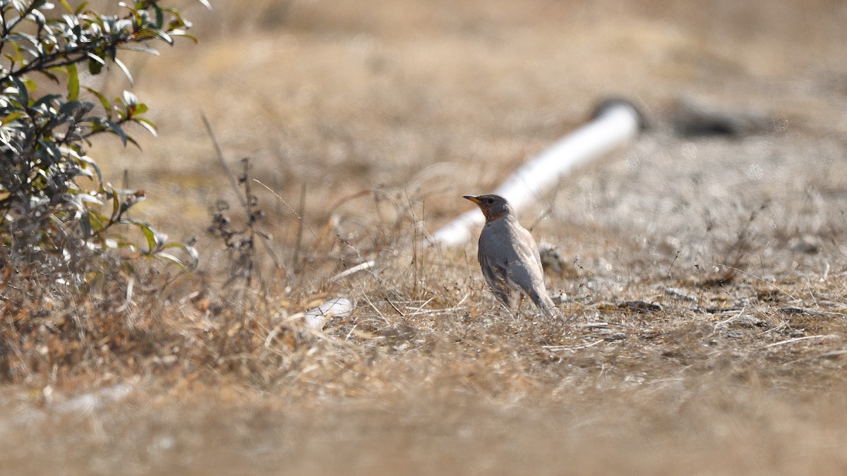Grive à gorge rousse - ML631741673