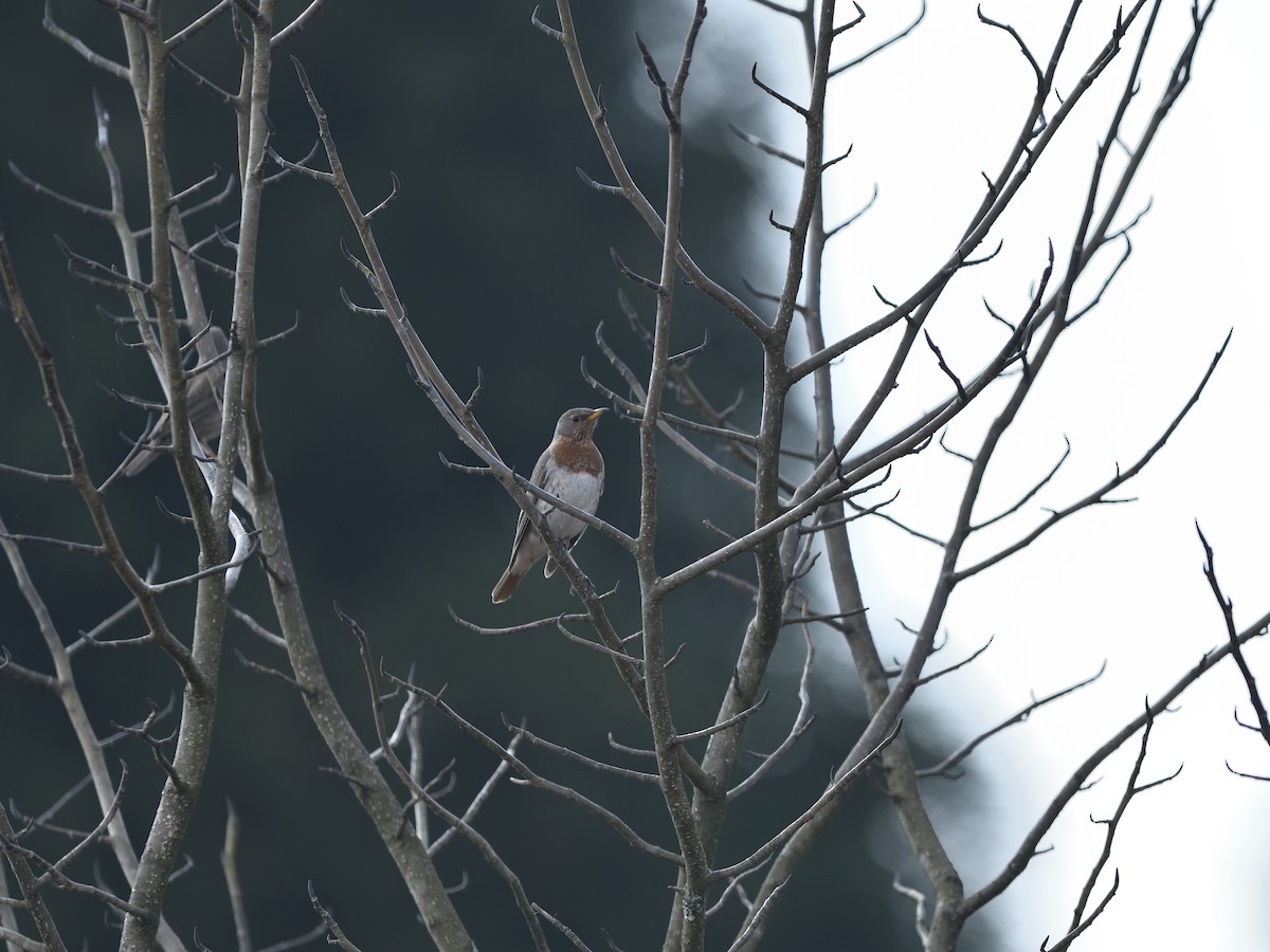 Grive à gorge rousse - ML631741674