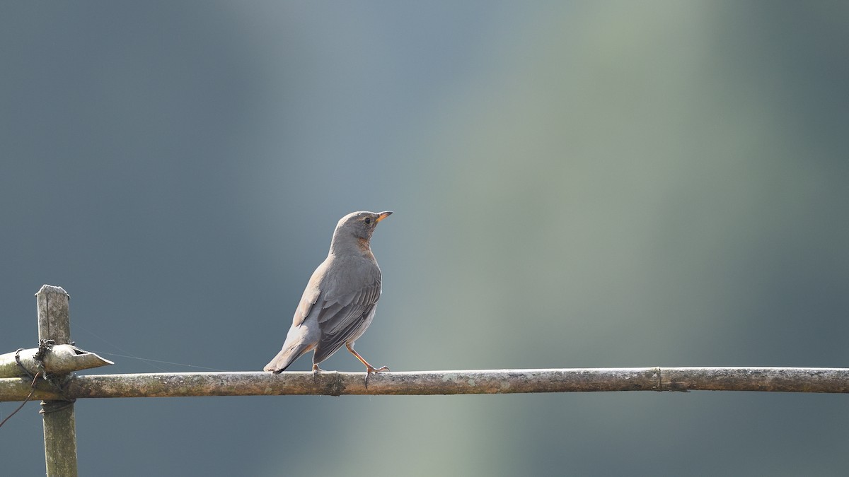 Grive à gorge rousse - ML631741675
