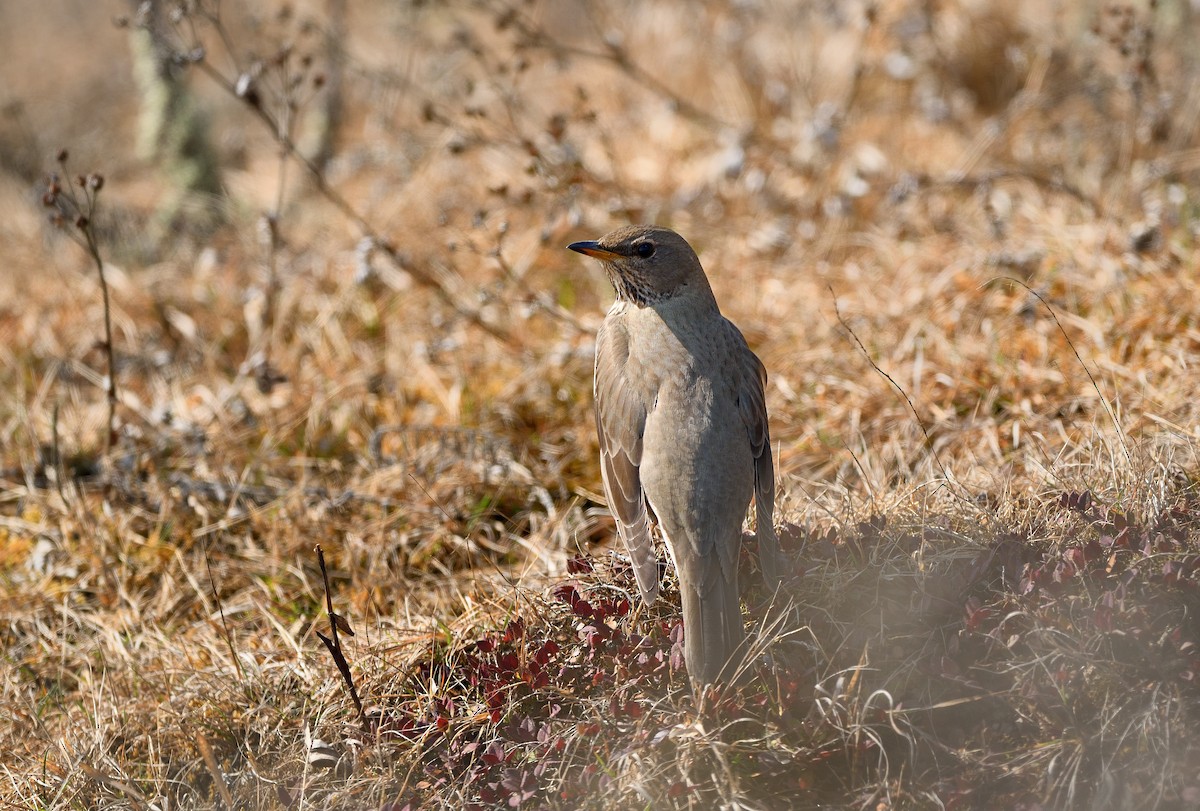 Grive à gorge rousse - ML631741676