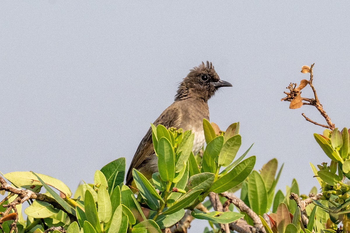 Common Bulbul (Dark-capped) - ML631741690