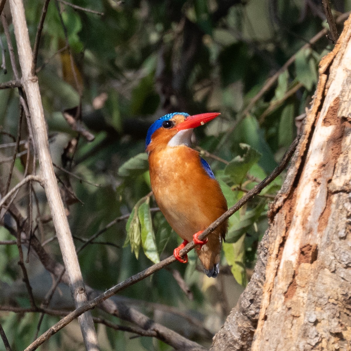 Malachite Kingfisher - ML631741693