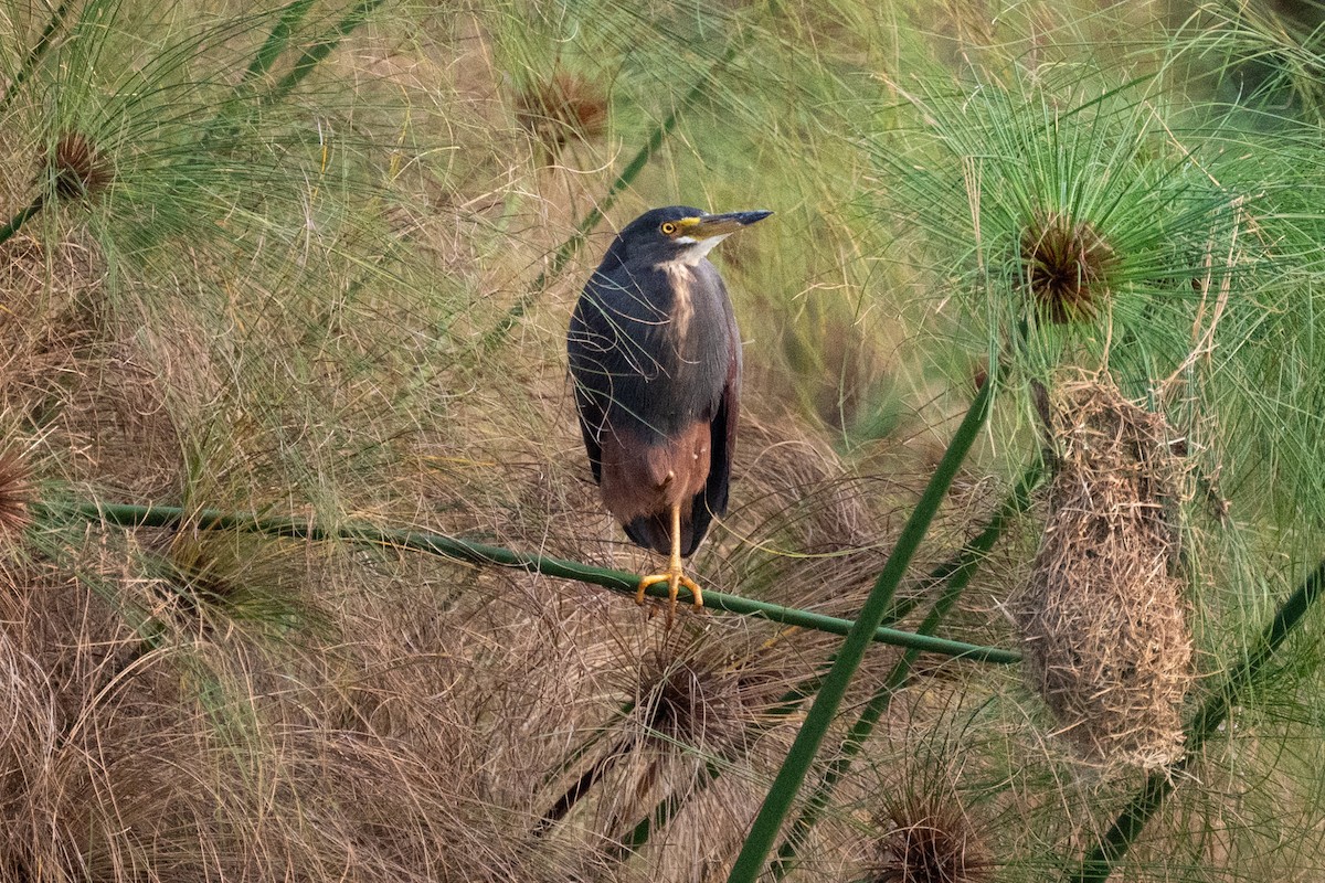 クロアマサギ - ML631741705
