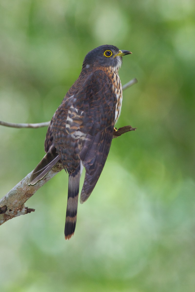 Hodgson's Hawk-Cuckoo - ML631741817