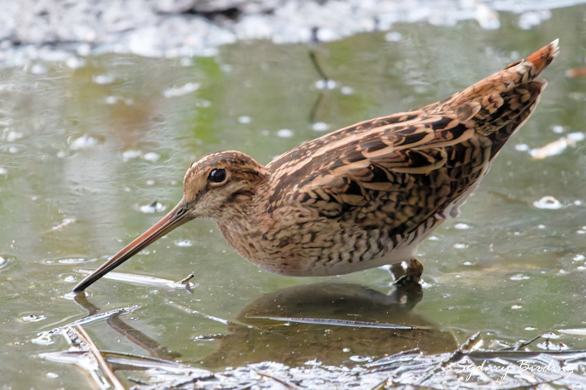 Latham's Snipe - ML631741834