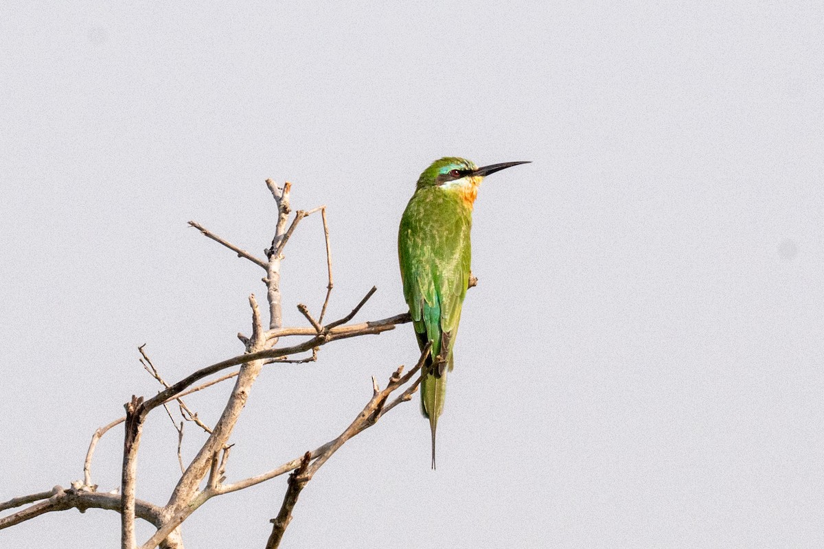 Blue-cheeked Bee-eater - ML631742076