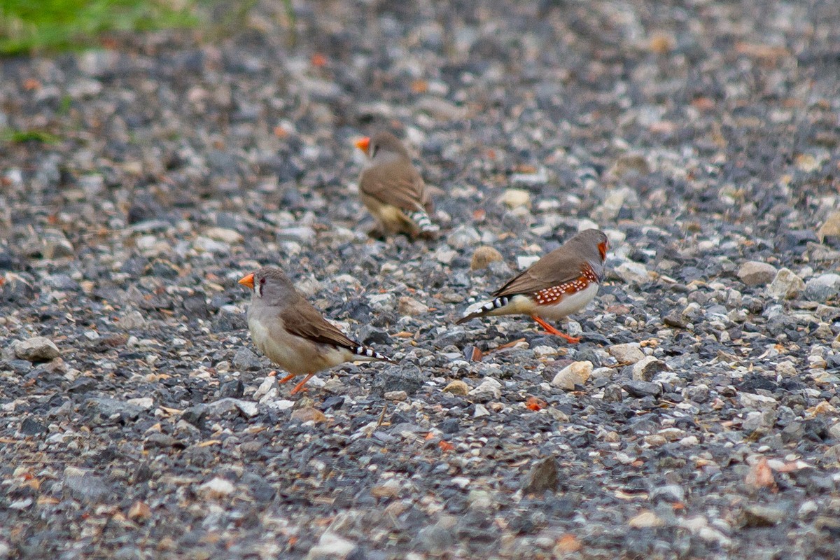 Zebra Finch (Australian) - ML631742191