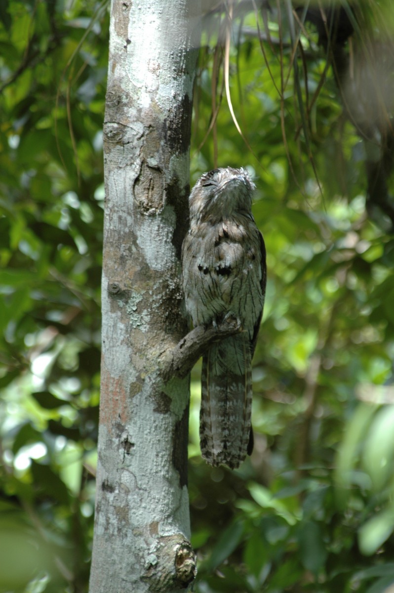 Northern Potoo - ML631742270