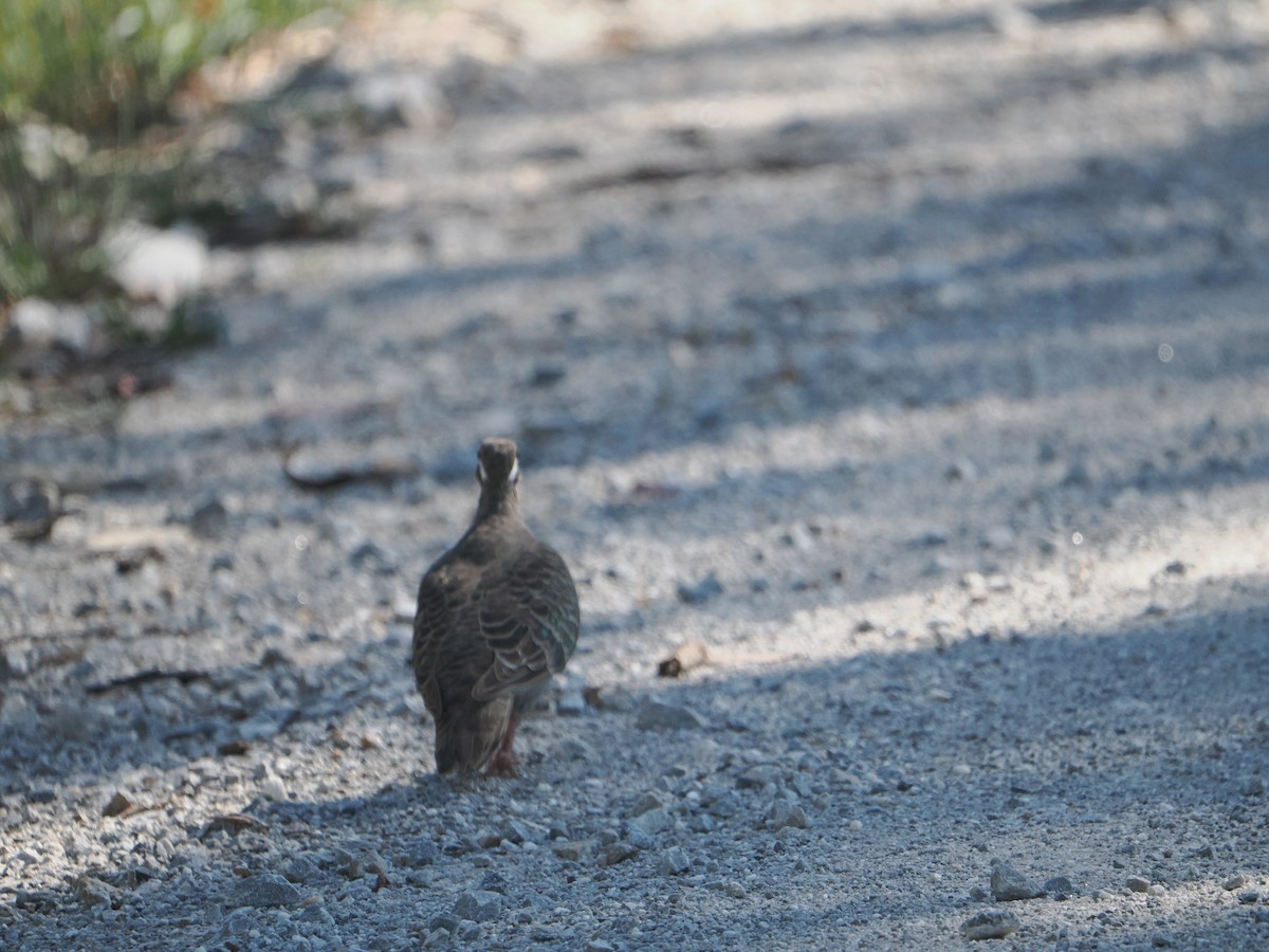 Paloma Bronce Común - ML631742364