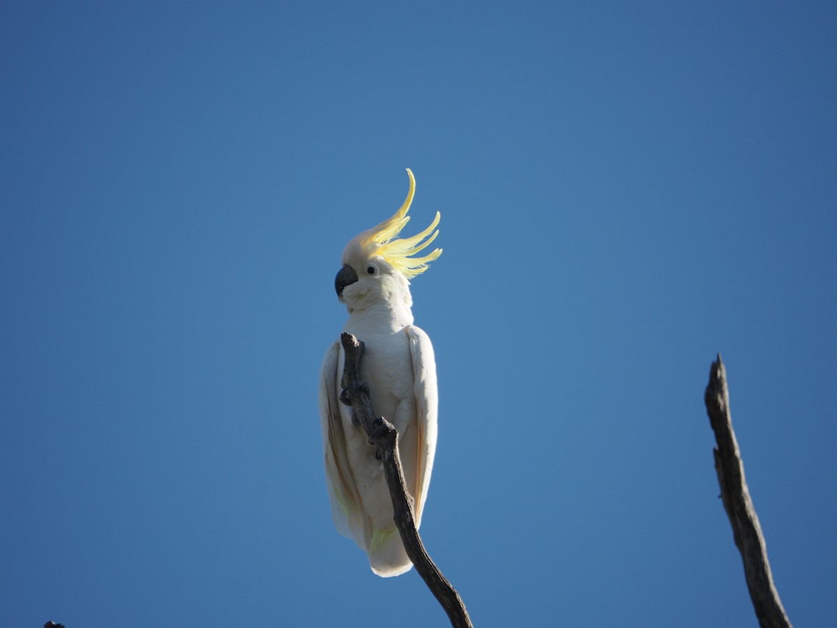 Cacatúa Galerita - ML631742366