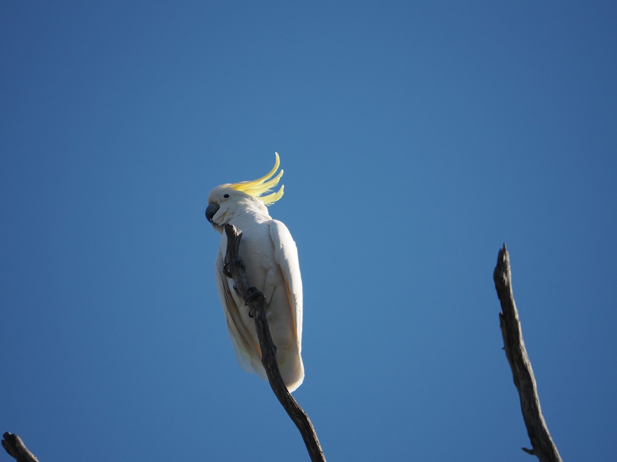 Cacatúa Galerita - ML631742367