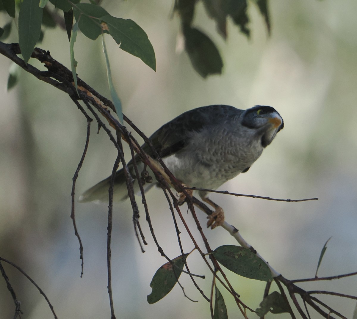 Mielero Chillón - ML631742369