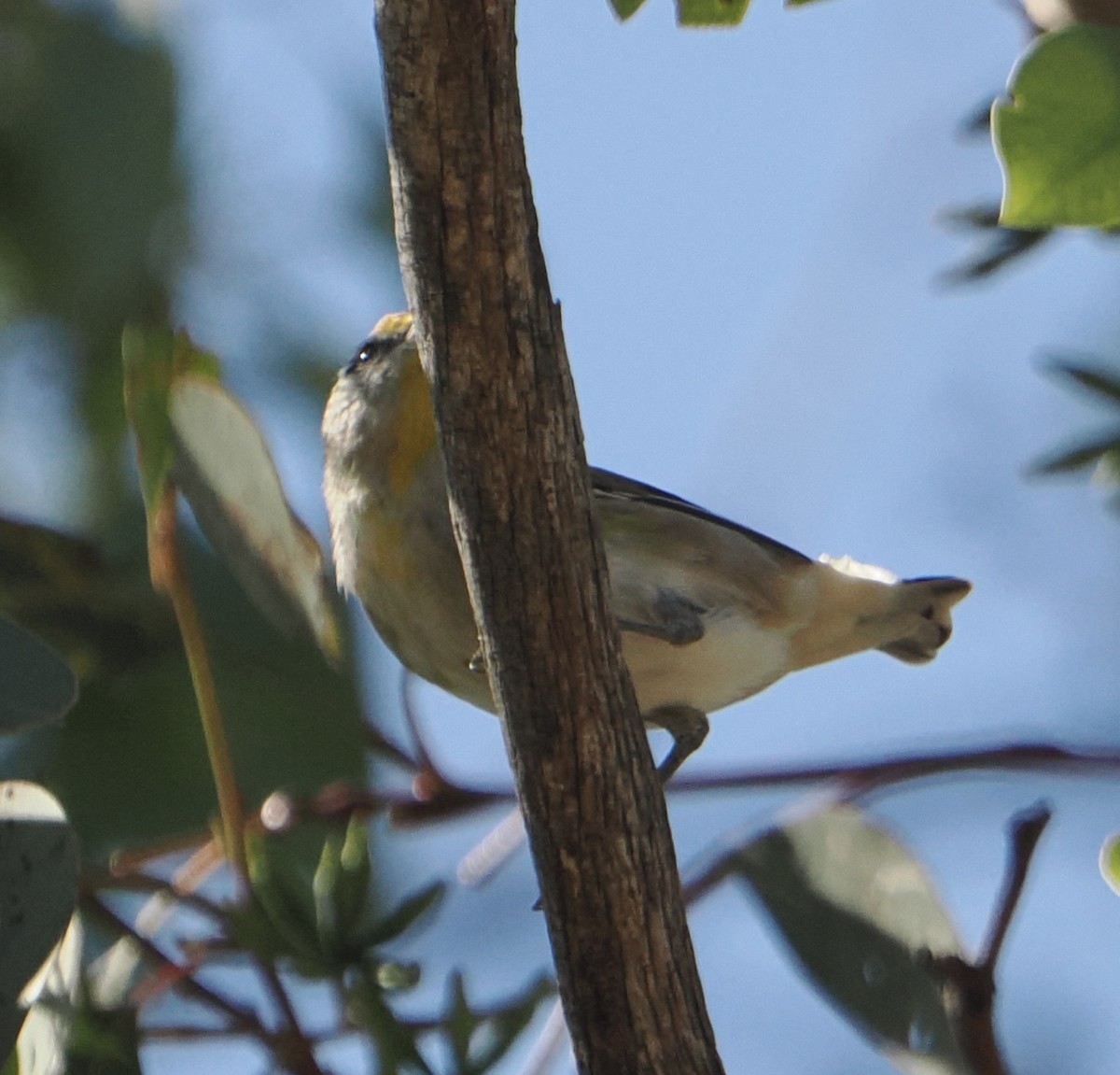Pardalote Estriado - ML631742387
