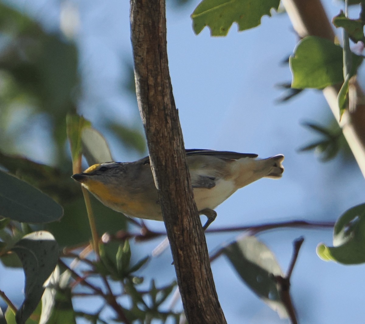 Pardalote Estriado - ML631742388