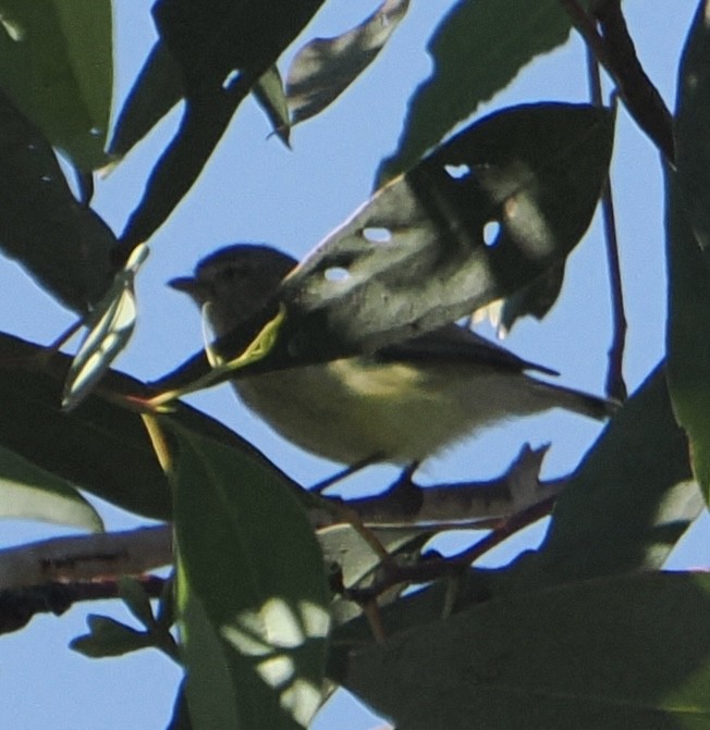 Gerigón Piquicorto - ML631742389