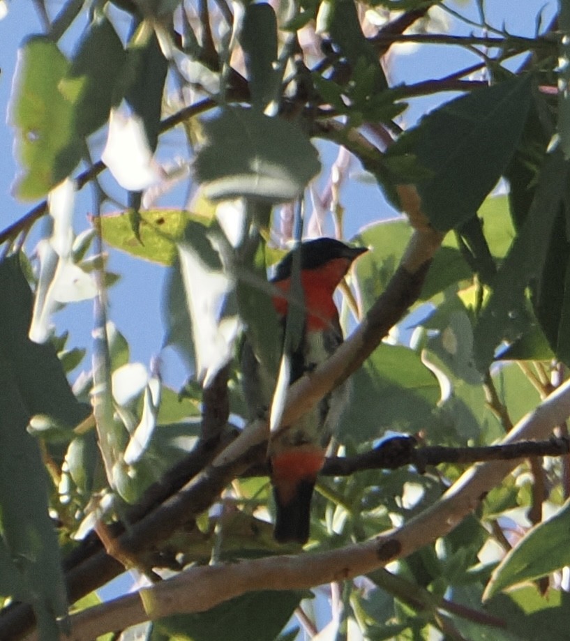 Mistletoebird - ML631742394