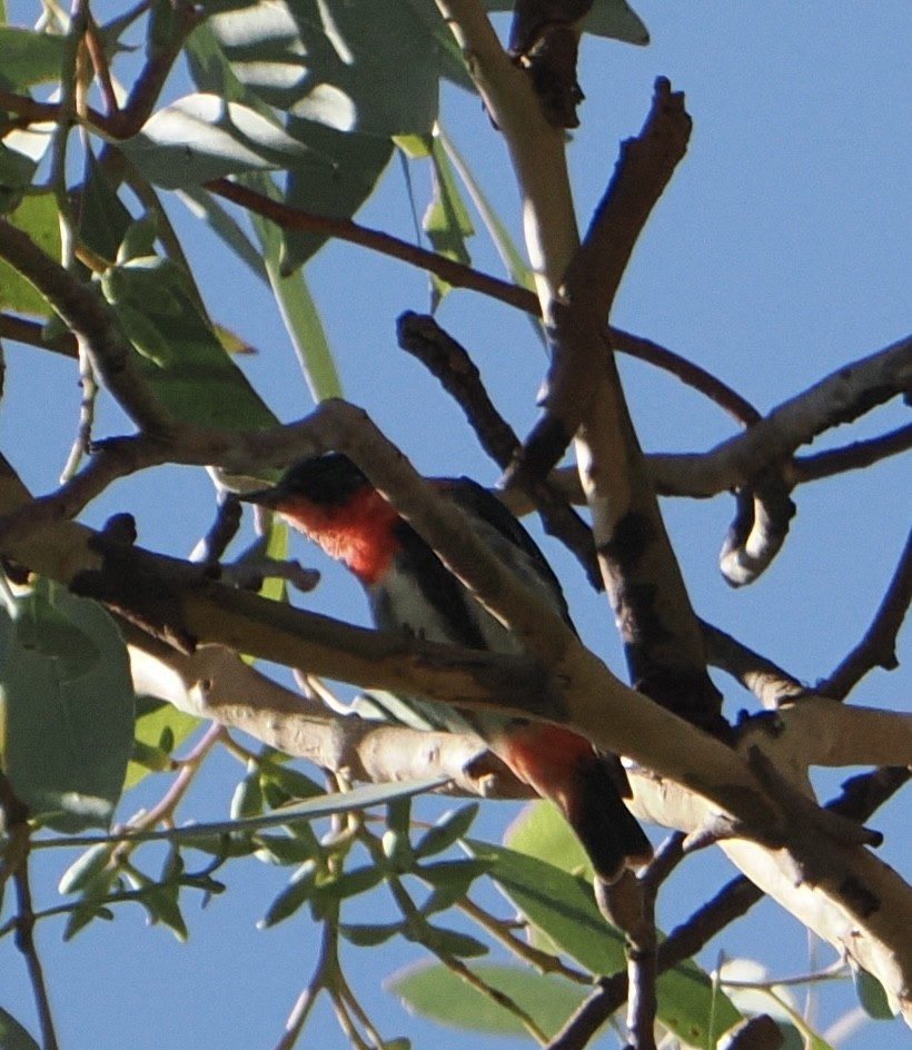 Mistletoebird - ML631742395