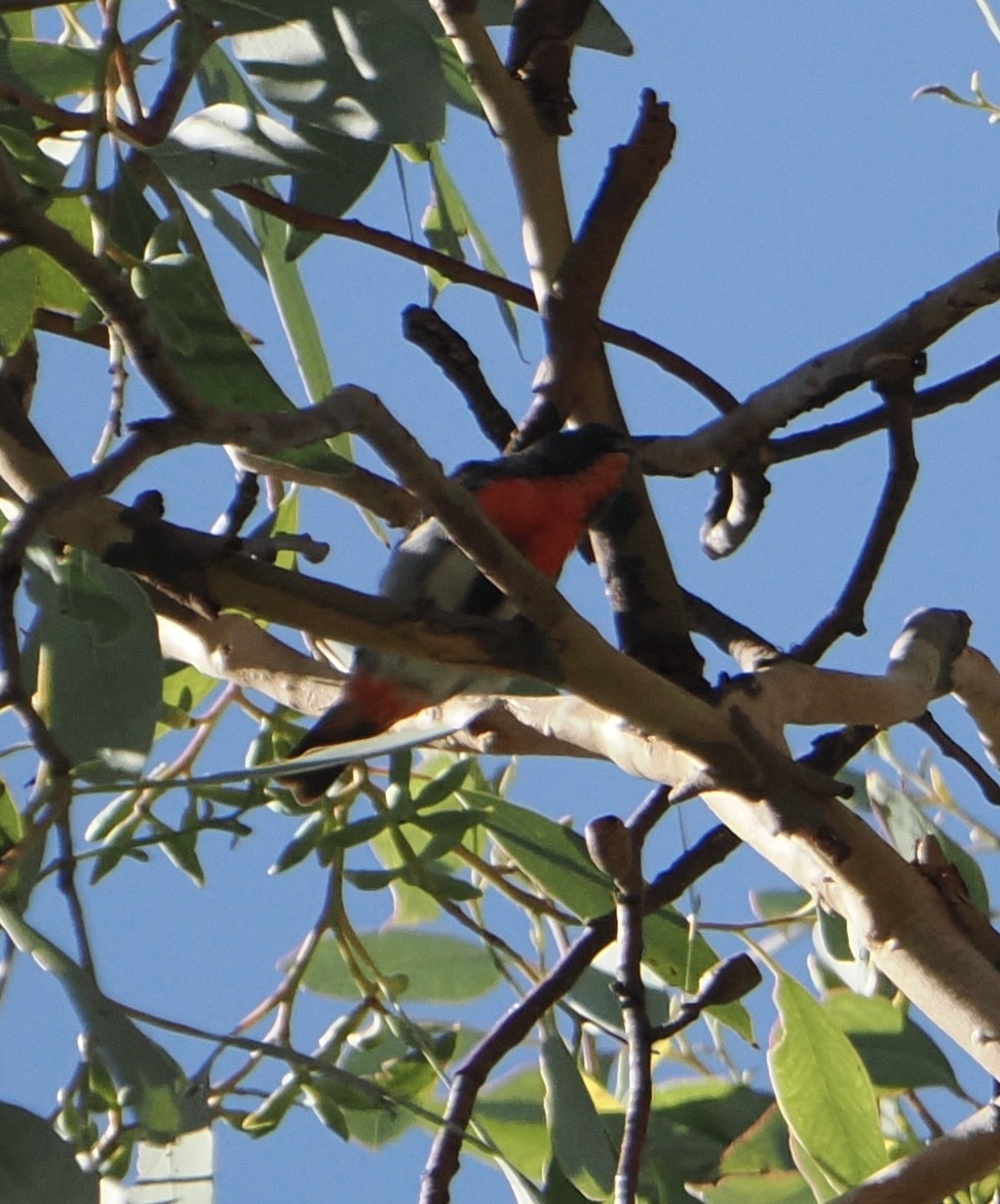 Mistletoebird - ML631742396