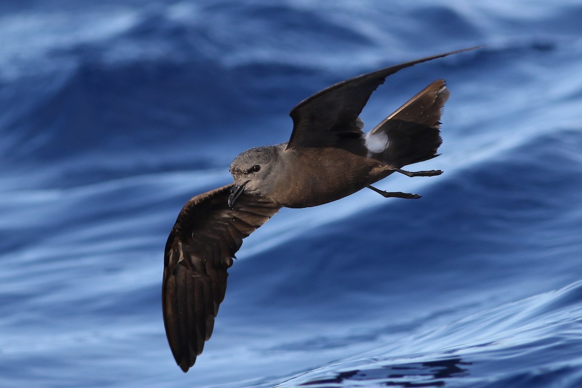 Leach's Storm-Petrel - Peter Flood