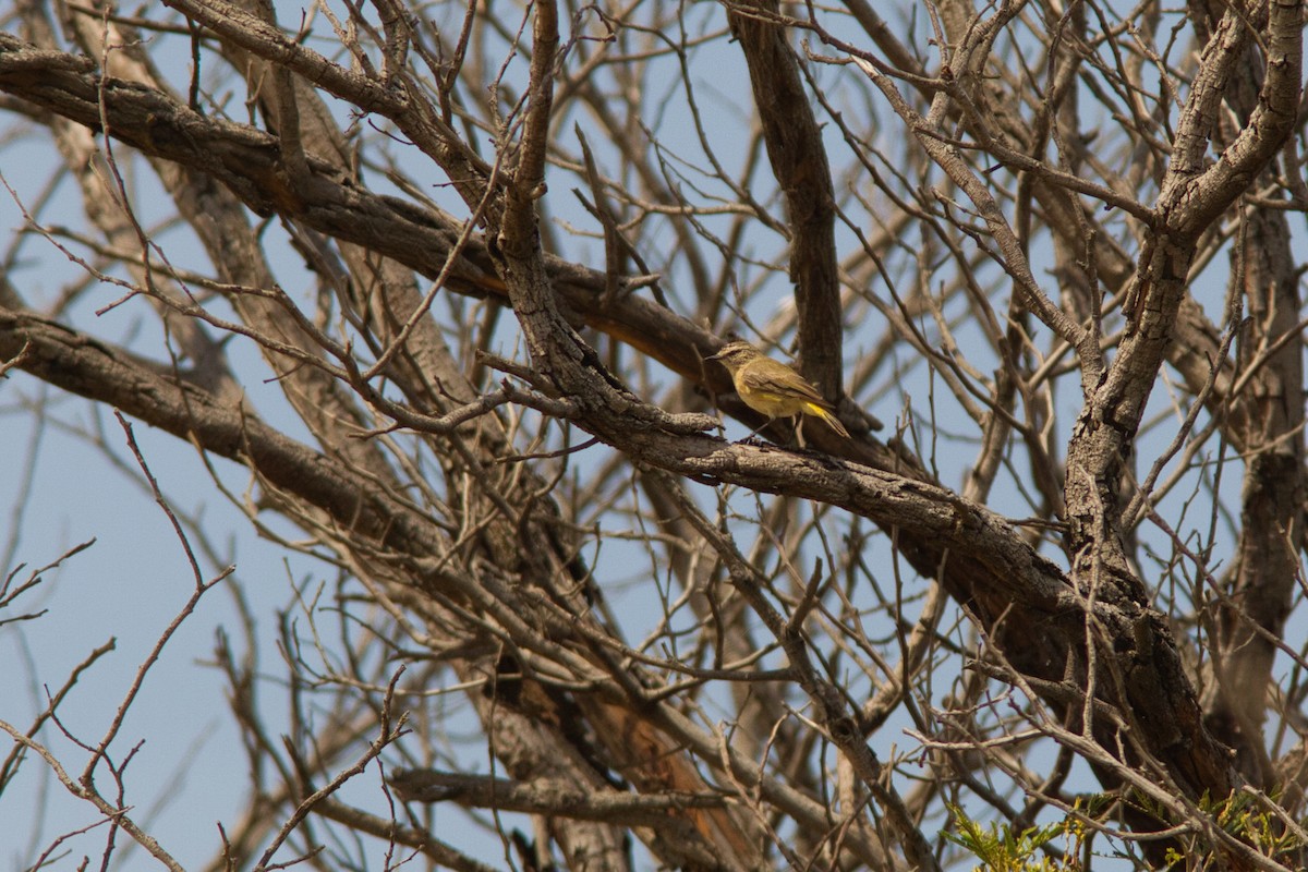 Acanthize à croupion jaune - ML631742553