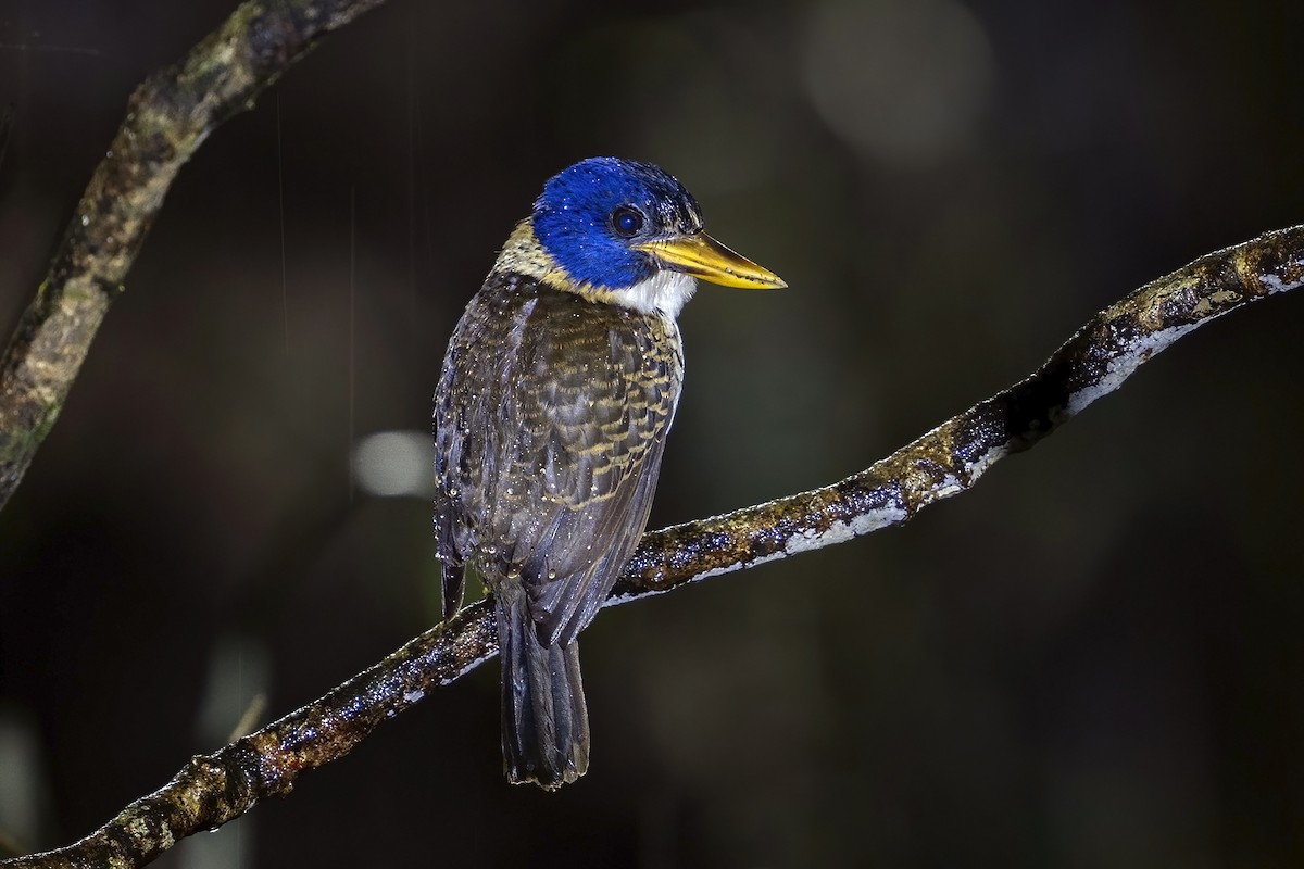 Scaly-breasted Kingfisher - ML631742732