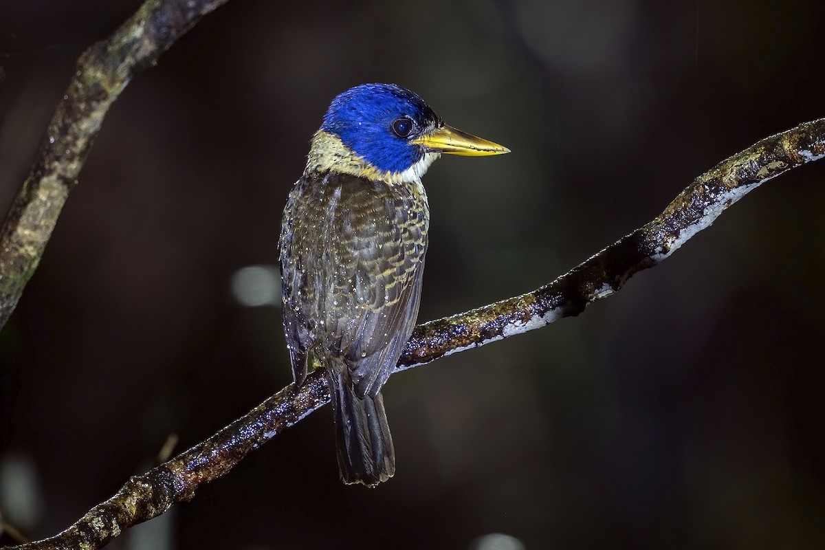 Scaly-breasted Kingfisher - ML631742733