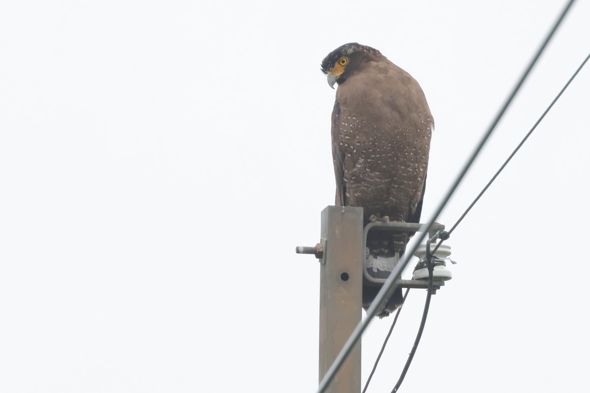Crested Serpent-Eagle - ML631742905