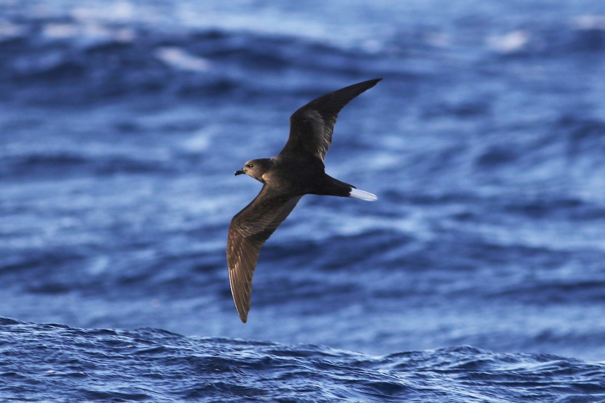 Bulwer's Petrel - Peter Flood