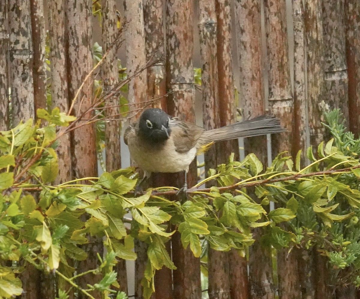 White-spectacled Bulbul - ML631742919