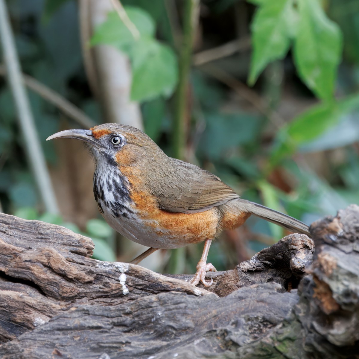 Black-streaked Scimitar-Babbler - ML631742947