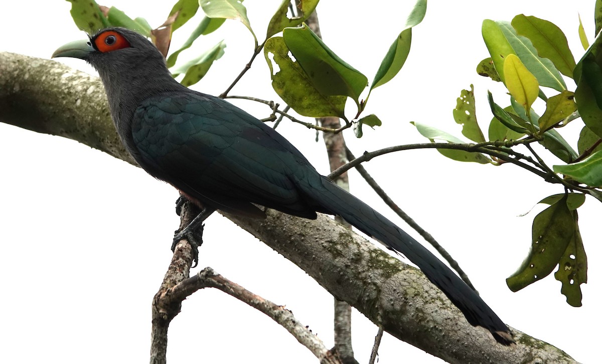 Black-bellied Malkoha - ML631743082
