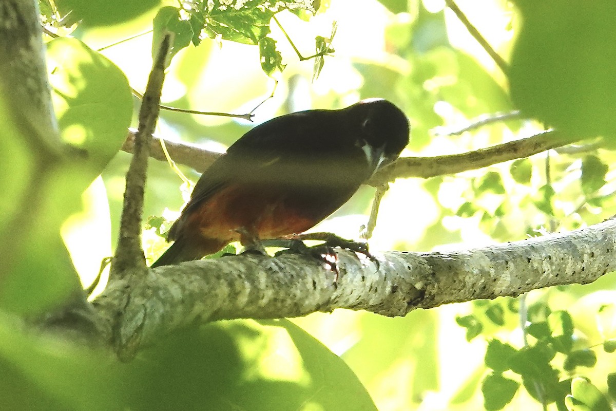 Martinique Oriole - ML631743165