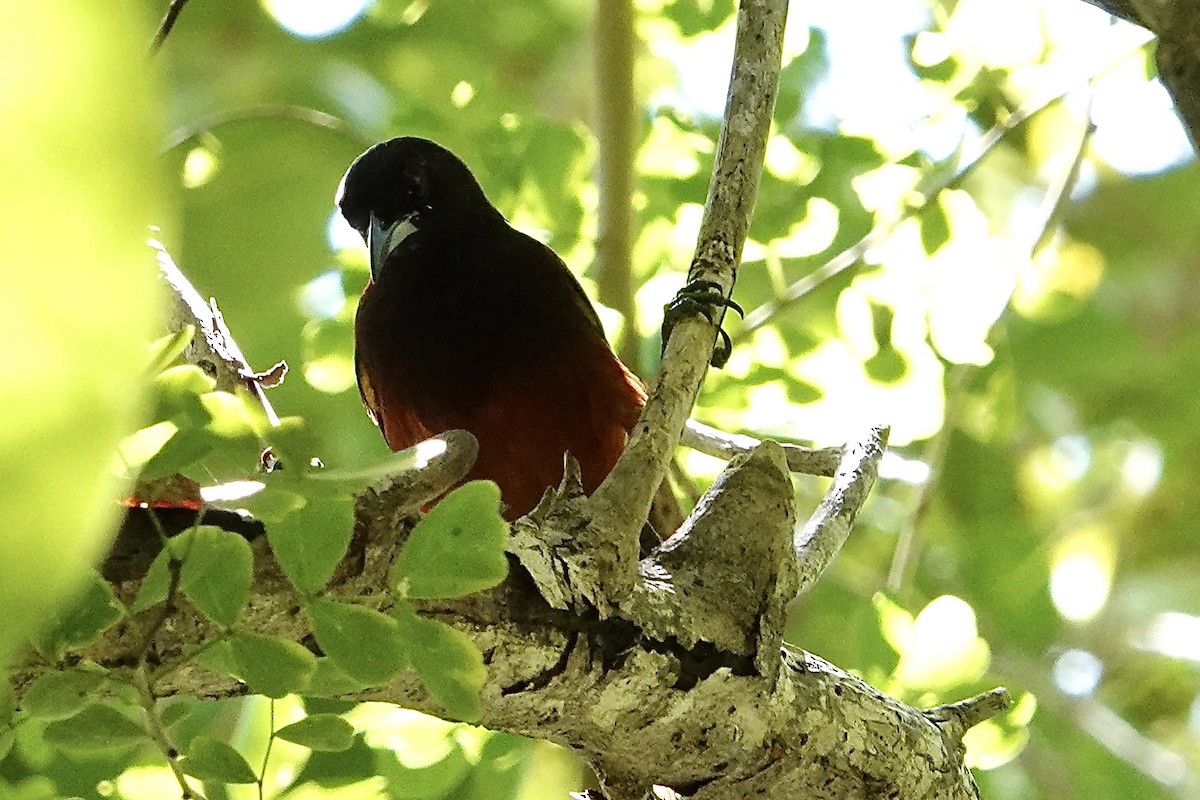 Martinique Oriole - ML631743166