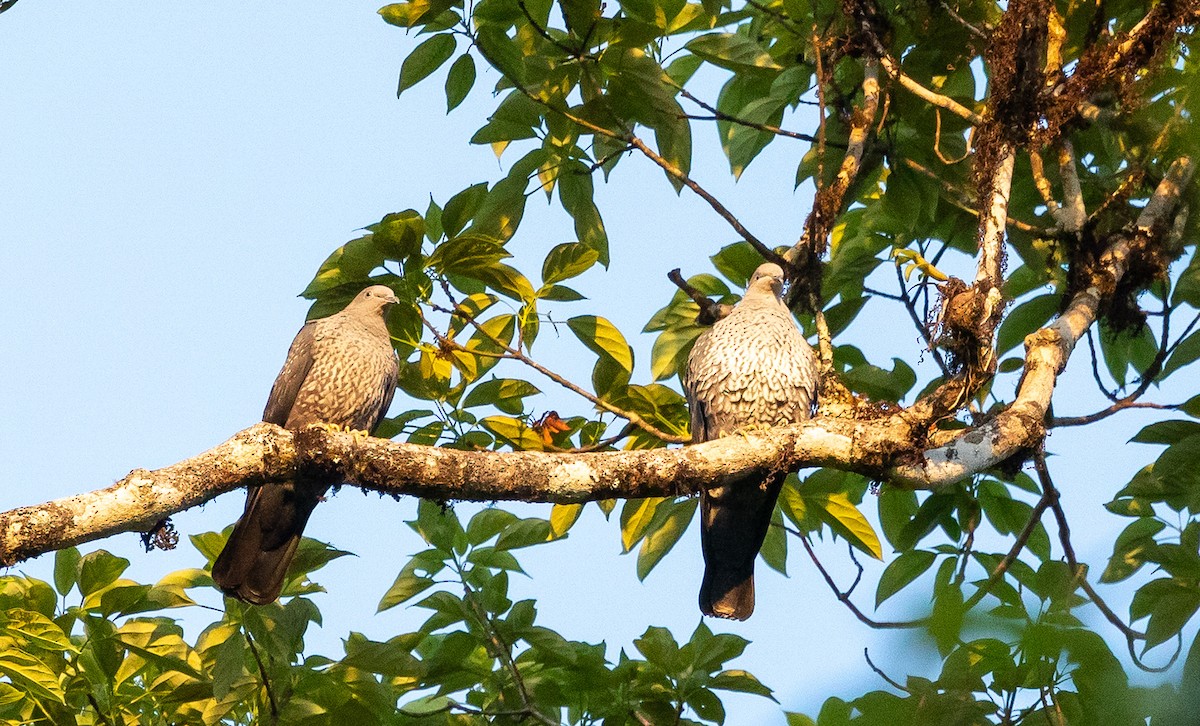 Pigeon de Hodgson - ML631743850