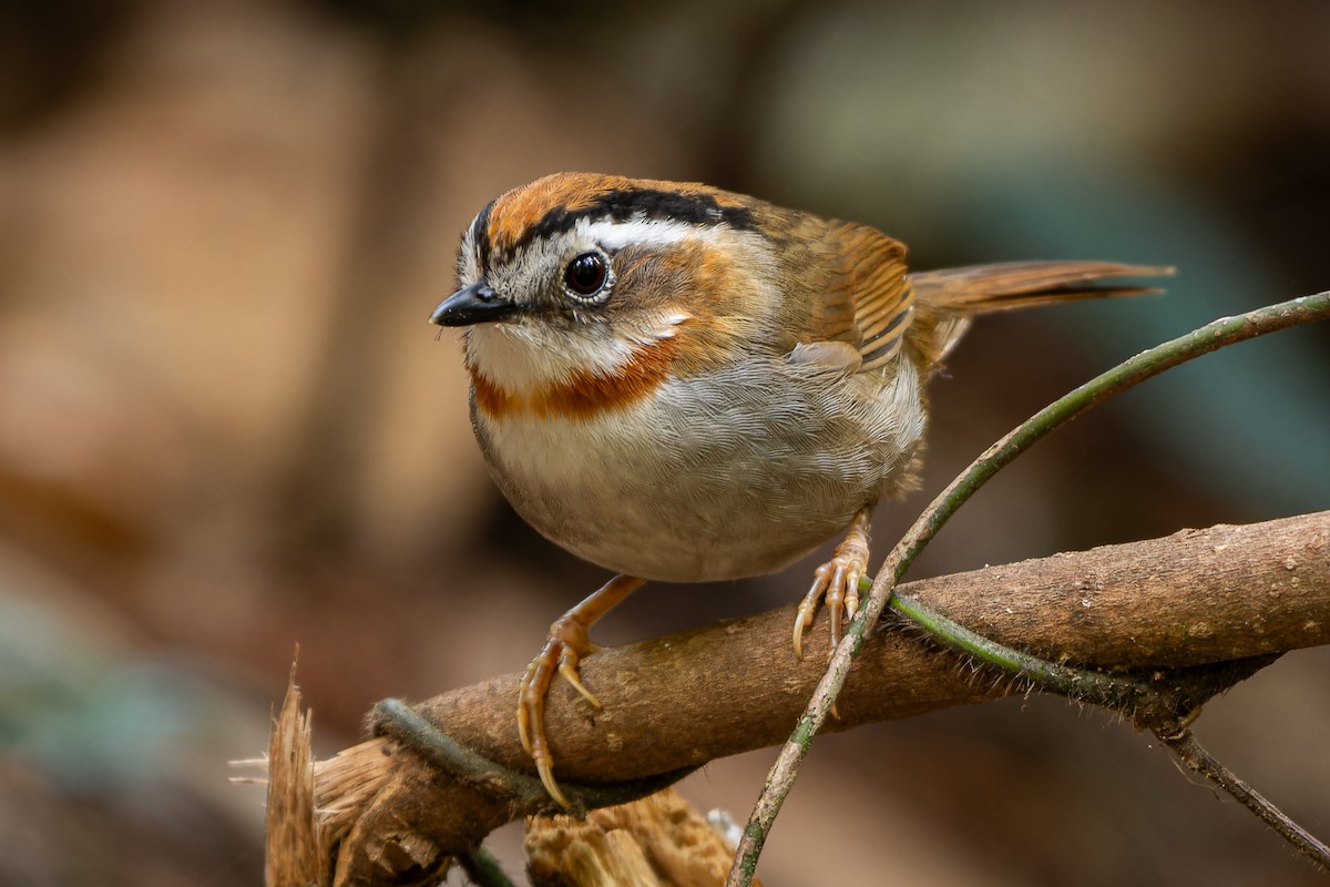 Rufous-throated Fulvetta - ML631744060